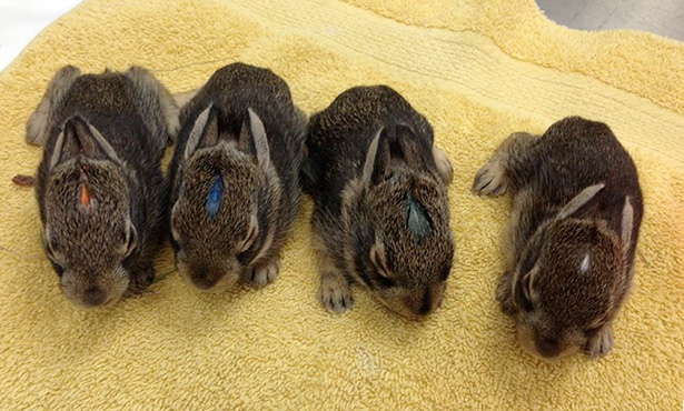 [four baby bunnies]