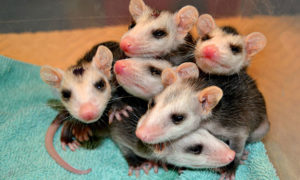 [critter cam - baby opossums]