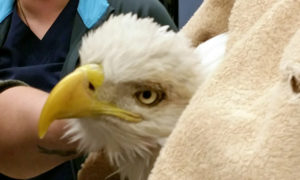 [bald eagle with lead poisoning]