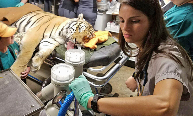 [Gabriela Escalante helps with anesthesia at Exotic Feline Rescue Center]