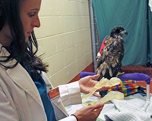[Dr. Nichole Rosenhagen holds the bone models used in the surgery of the bald eagle]