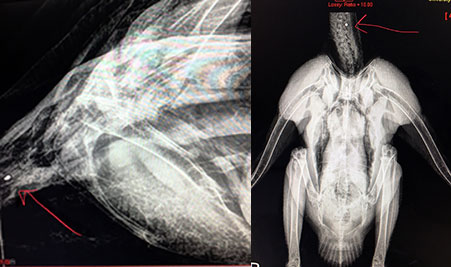 [radiographs of pelican and osprey]