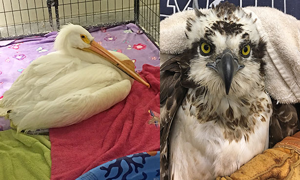 [pelican and osprey at wildlife medical clinic]