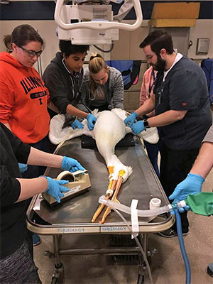 [injured pelican gets an x-ray]