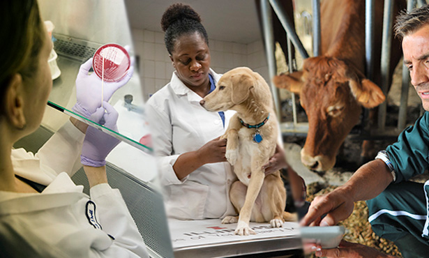Every Veterinarian Advances 'One Health' - Veterinary Medicine at Illinois