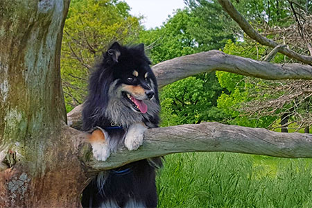 [Toby the Finnish lapphund had a laryngeal web]