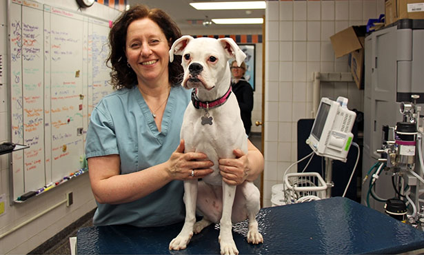 Veterinary Anesthesiologists: They're Not Just for Surgeries - Veterinary  Medicine at Illinois