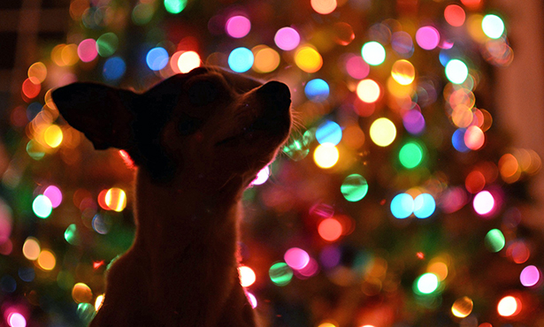 [dog in front of decorated tree]