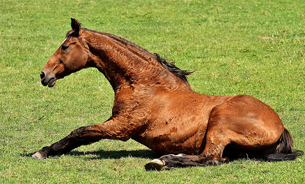 [a horse gets up from rolling in a field]