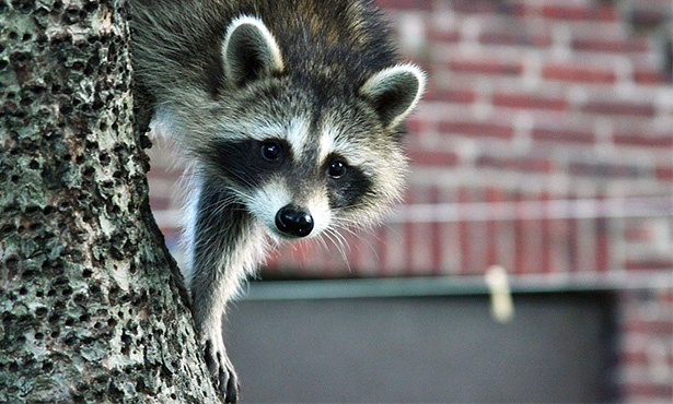 [raccoon photo for pet column on coonhound paralysis]
