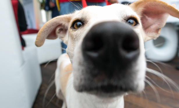 [closeup of dog's nose/face]