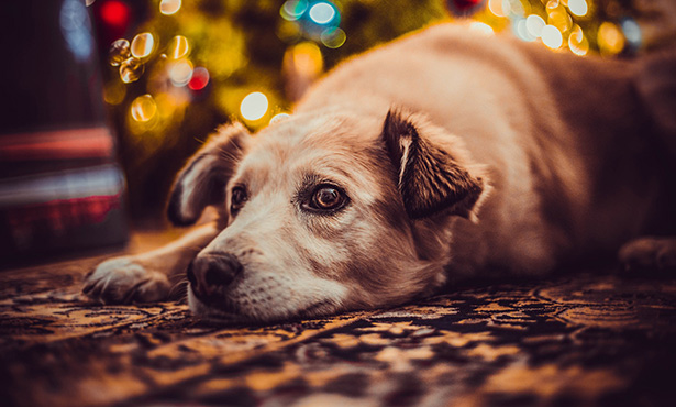 [dog in front of holiday decor]
