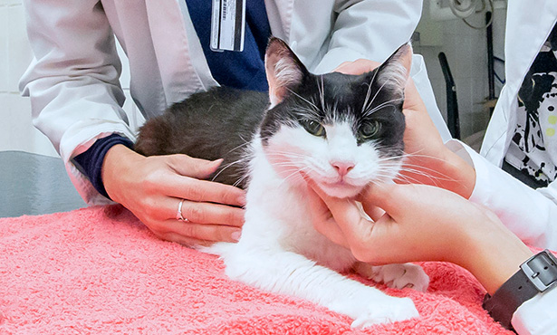 [cat at veterinary visit]
