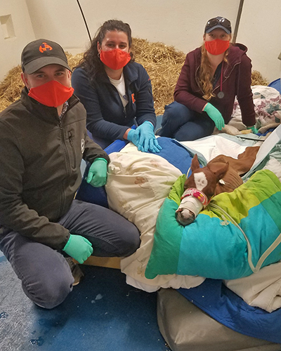 [caregivers surround the surviving twin foal]