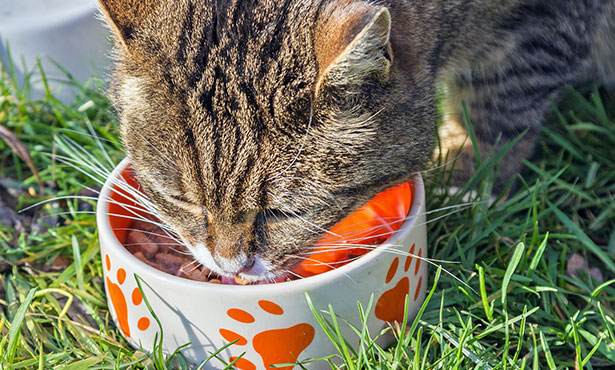 [cat eating from a bowl]
