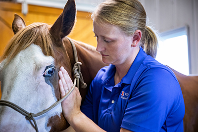 Dr. Catherine Foreman-Hesterberg performs chiropractic adjustment on a horse.