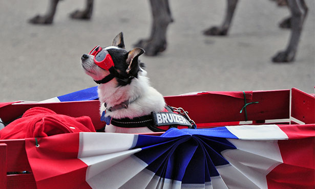 [dog in Fourth of July parade]