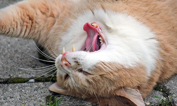 [cat yawning and showing teeth]