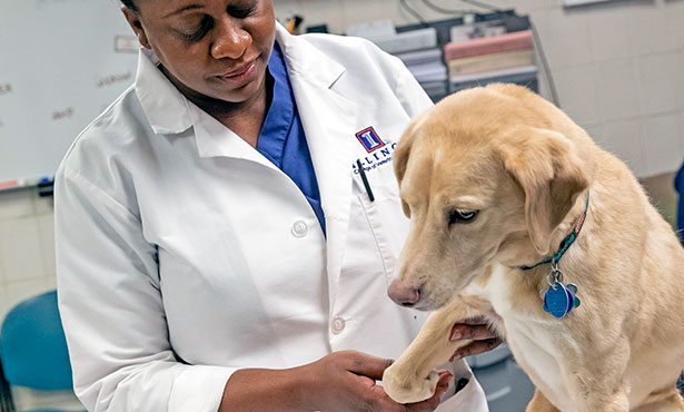 [Dr. Tisha Harper gives an orthopedia exam to a dog]