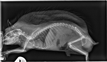 [radiograph of hedgehog]