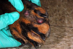 Treatment Options for Dog s Foot Sores Veterinary Medicine at