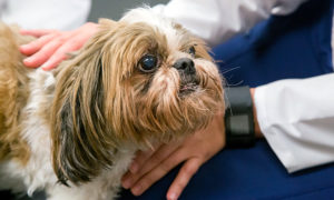 [canine neuro patient at Illinois]