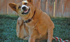 dog scratching in backyard