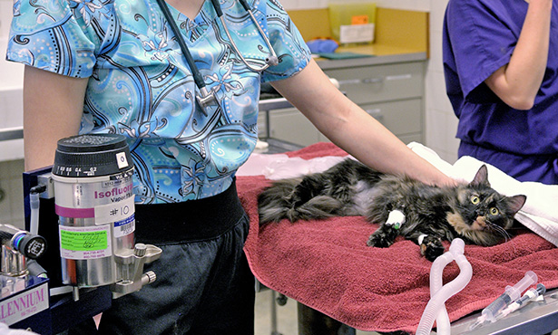 Anesthesia Makes Pet Procedures Possible - Veterinary Medicine at Illinois