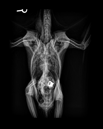 [x-ray of bird that swallowed zipper pull]