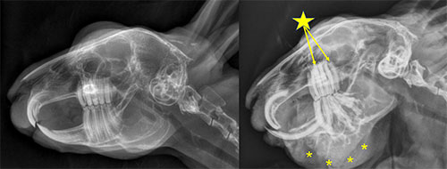 [X-rays of rabbits with and without dental problems]