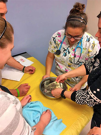 [Dr. Krista Keller examines a hedgehog]