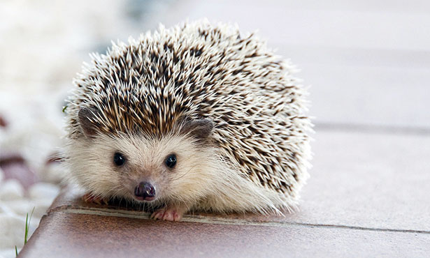 Hedgehog Pets Cute But Challenging - Veterinary Medicine at Illinois