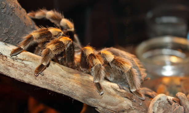 How Long Can a Tarantula Survive Without Food  