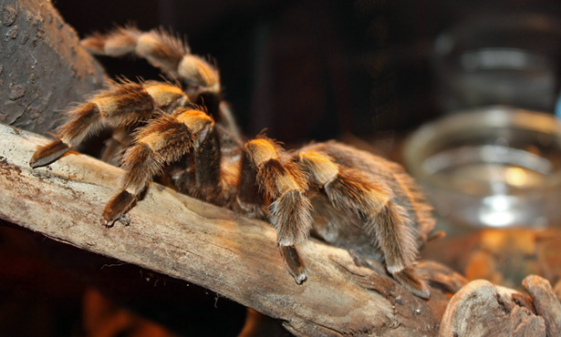 pet tarantula