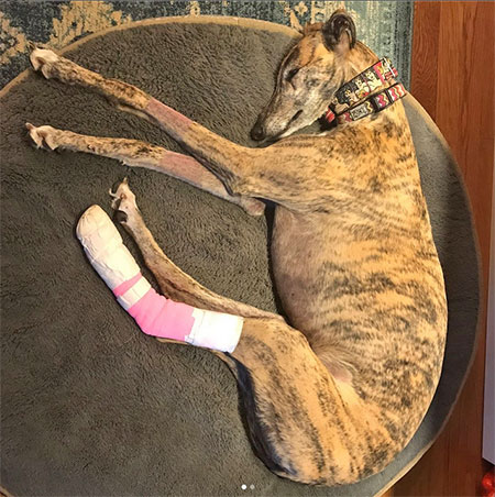 [Kora the greyhound a week after her incident]