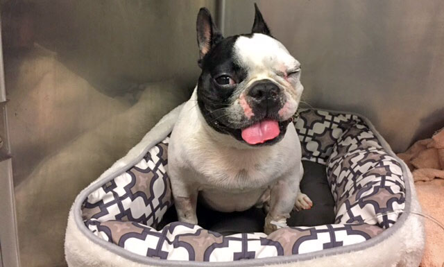 [Sonny, a French bulldog, in the University of Illinois veterinary hospital]