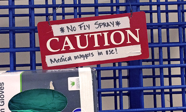 [stall sign indicating medical maggot use]