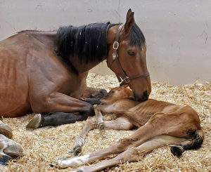 [mare and foal]