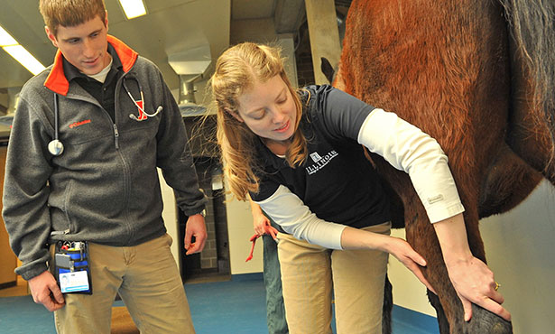 [Dr. Annette McCoy examines a horse's leg]