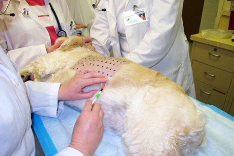 can you do an allergy test on a dog