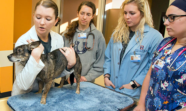 [Illinois veterinary students practice a physical examination]