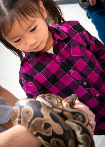 [little girl at open house looking at snake]