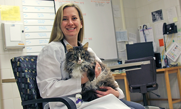 [Dr. Alycen Lundberg works on mouth cancer in cats]