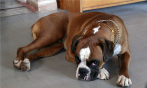 Pyometras: Infection of Dog's Uterus - Veterinary Medicine at Illinois