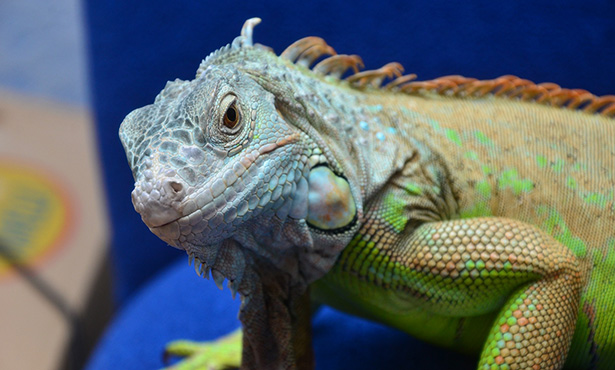 [reptile - iguana]