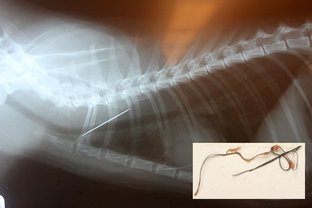 [Radiograph of cat that swallowed a needle and thread]