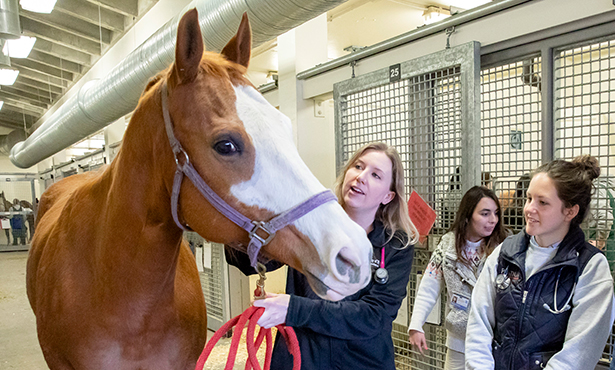 [Dr. Danielle Strahl-Heldreth with a horse and students]