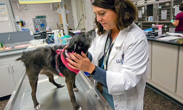 [Dr. Caroline Tonozzi examines a dog in the ICU]