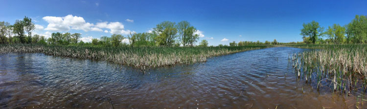 [Marshes in Lake County]