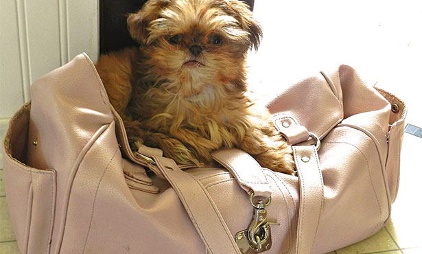[dog on a purse - xylitol]